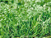 Grassy Weeds (Fall-Spring) photo