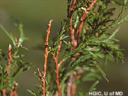 Shoots Chewed/Girdled photo