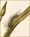 Caterpillar by Maria Merian.