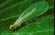 Green Lacewing Adult