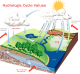 Hydrologic Cycle with Dollar Values