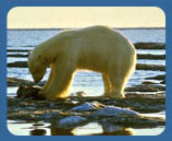 polar bear image