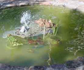 pond fountain in the formal garden at giannangelo farms southwest