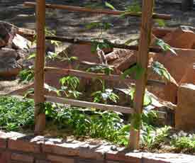 hop vines on trellis at giannangelo farms southwest's formal garden