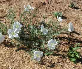 wild new mexico primroses growing on the northslope of giannangelo farms southwest