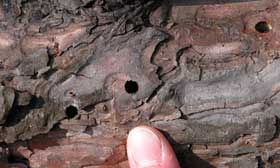 Figure 5 Sirex woodwasp exit holes