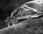 dust mite