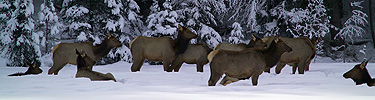 Winter elk