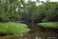 Figure 1. Alligatorweed mats grow from shore and often cover entire waterways, thereby disrupting water flow and causing flooding. (Photograph courtesy USDA, ARS by G. R. Buckingham.)