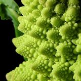 Fractals in broccoli
