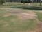 sting nematode injury on golf green