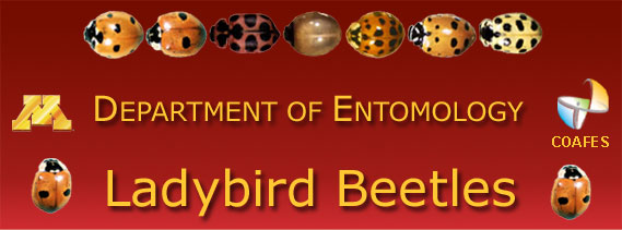 UM:Entomology:Ladybird Beetle Header.