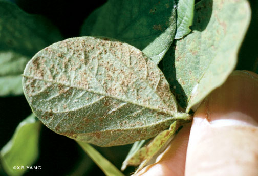 Asian soybean rust