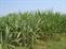 hillfarm sweet sorghum-1