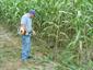 Sweet sorghum harvest