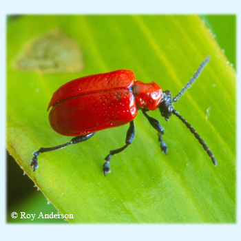 Red Lily Beetle