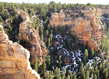 Microclimates below the rim near Yaki Point on the S. Rim