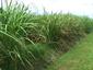 Sugarcane