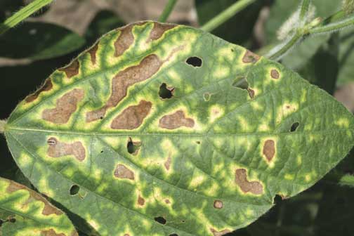 Foliar symptoms of sudden death syndrome. (Tristan Mueller)