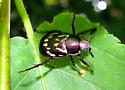 Anomala orientalis - Oriental Beetle? - Anomala orientalis