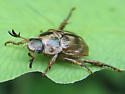 brown beetle - Anomala orientalis