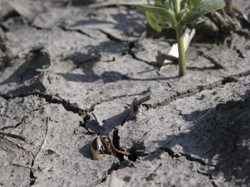 Damping off of soybean caused by Phytophthora sojae. (Palle Pedersen)