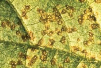 Soybean rust lesions