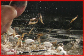 Harvesting marine shrimp