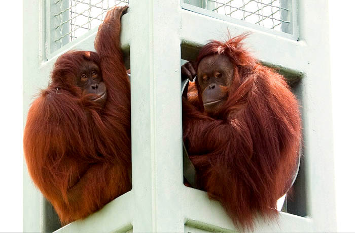 orangutans at the zoo
