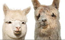 The official website of the Alpacas Owners and Breeders Association. Everything you need to know about alpacas, fiber and fashion.