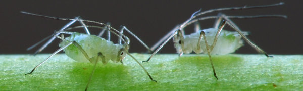 Two aphids