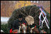 Scott D. Harmon of Brandy Station, Va., drives a horse-drawn carriage with horses "Karry and Dempsey"delivering the official White House Christmas tree Monday, Nov. 26, 2007, to the North Portico of the White House. The 18-foot Fraser Fir tree, from the Mistletoe Meadows tree farm in Laurel Springs, N.C., will be on display in the Blue Room of the White House for the 2007 Christmas season.