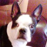 boston terrier face