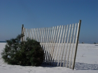 Christmas trees can be recycled to help reduce shore erosion.