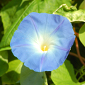 Picture of blue morning glory flower.