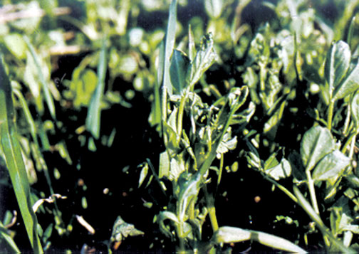 Frost damage to alfalfa