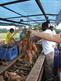 harvesting sweet potatoes