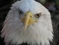 An American Bald Eagle