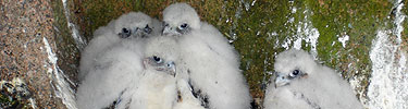 Four peregrine chicks sit at their nest site.