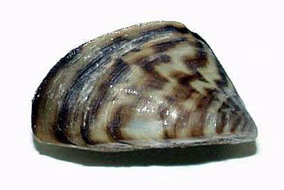 Mollusk picture