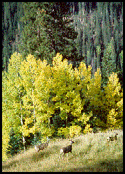 Mule deer on the Apache side