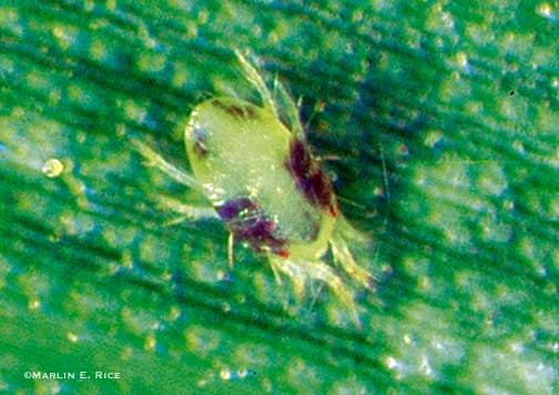 Twospotted spider mite