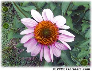 purple coneflower