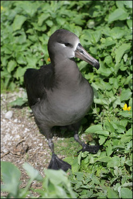 A Black Footed albatross stands on Eastern Island where Mrs. Laura Bush toured Thursday March 1, 2007, as part of the Northwest Hawaiian Islands National Monument. The Black Footed albatross is an endangered seabird that nests almost exclusively in the Northwestern Hawaiian Islands.