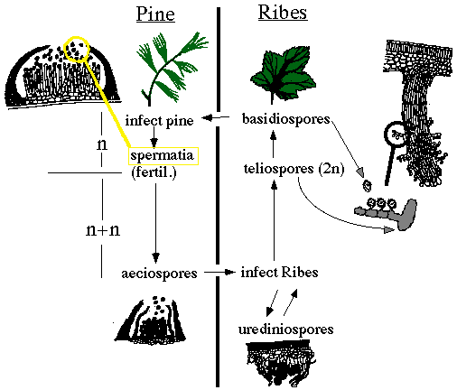 Life cycle of white pine blister rust.