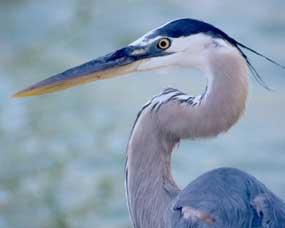 Great Blue Heron