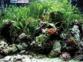 caption:Careless disposal of Caulerpa removed from overgrown aquariums and refugia can lead to infestations in the wild.