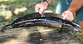 snakehead