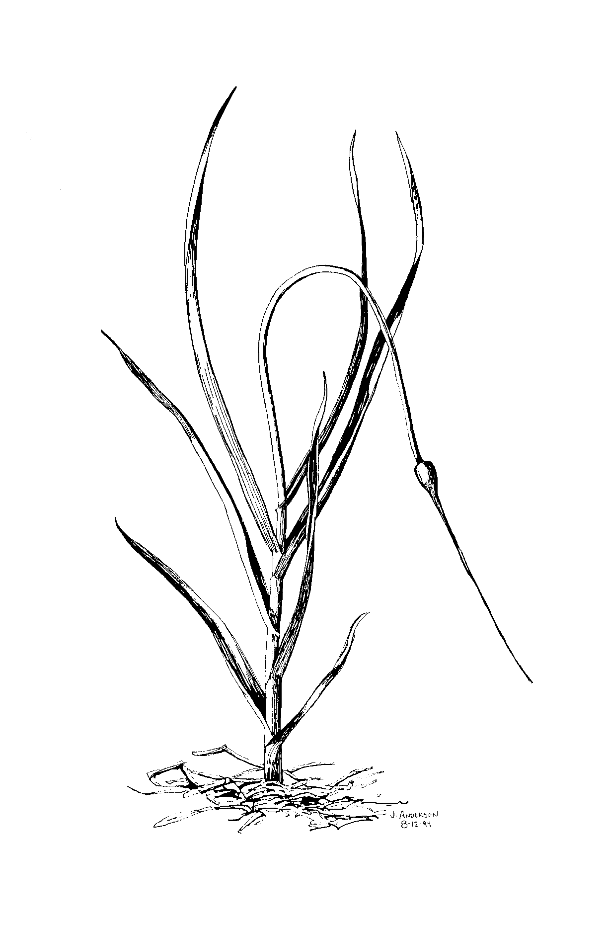 Creole Plant