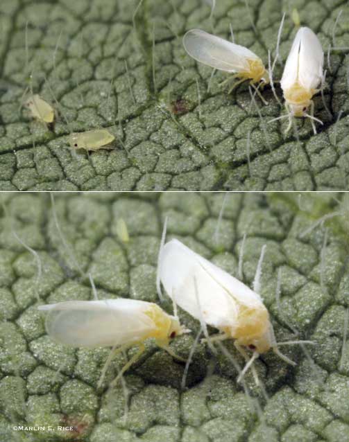 Top: Adult whiteflies (right) next to soybean aphid nymphs. Bottom: Adult whiteflies on soybean. (Marlin E. Rice)